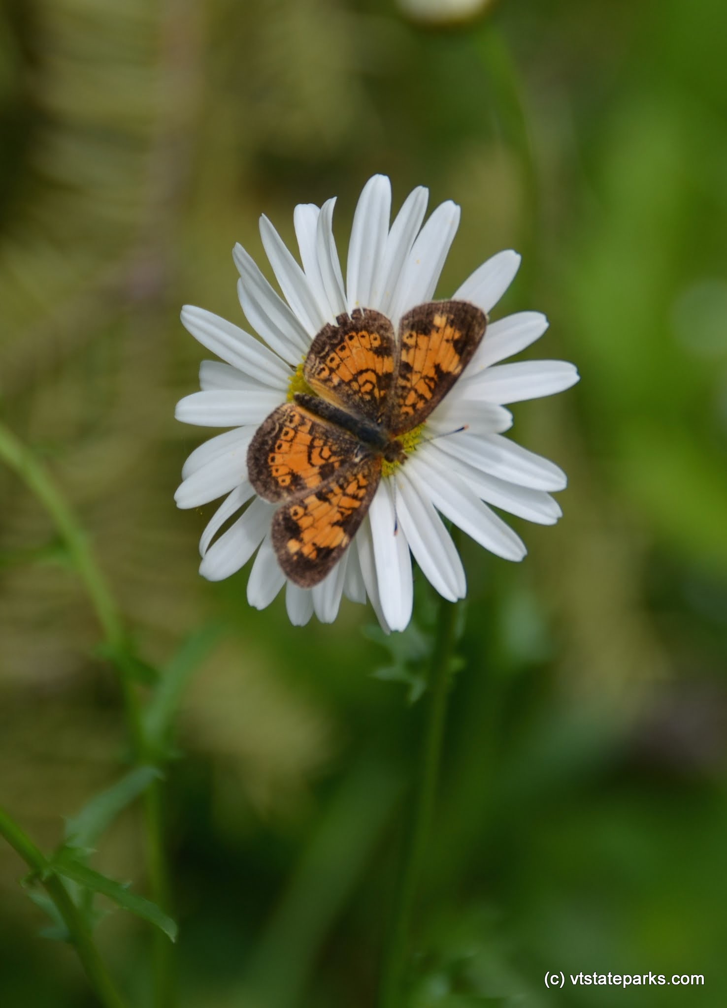 Butterfly on flower at Ricker Pond State Park by Linda Carlsen Sperry