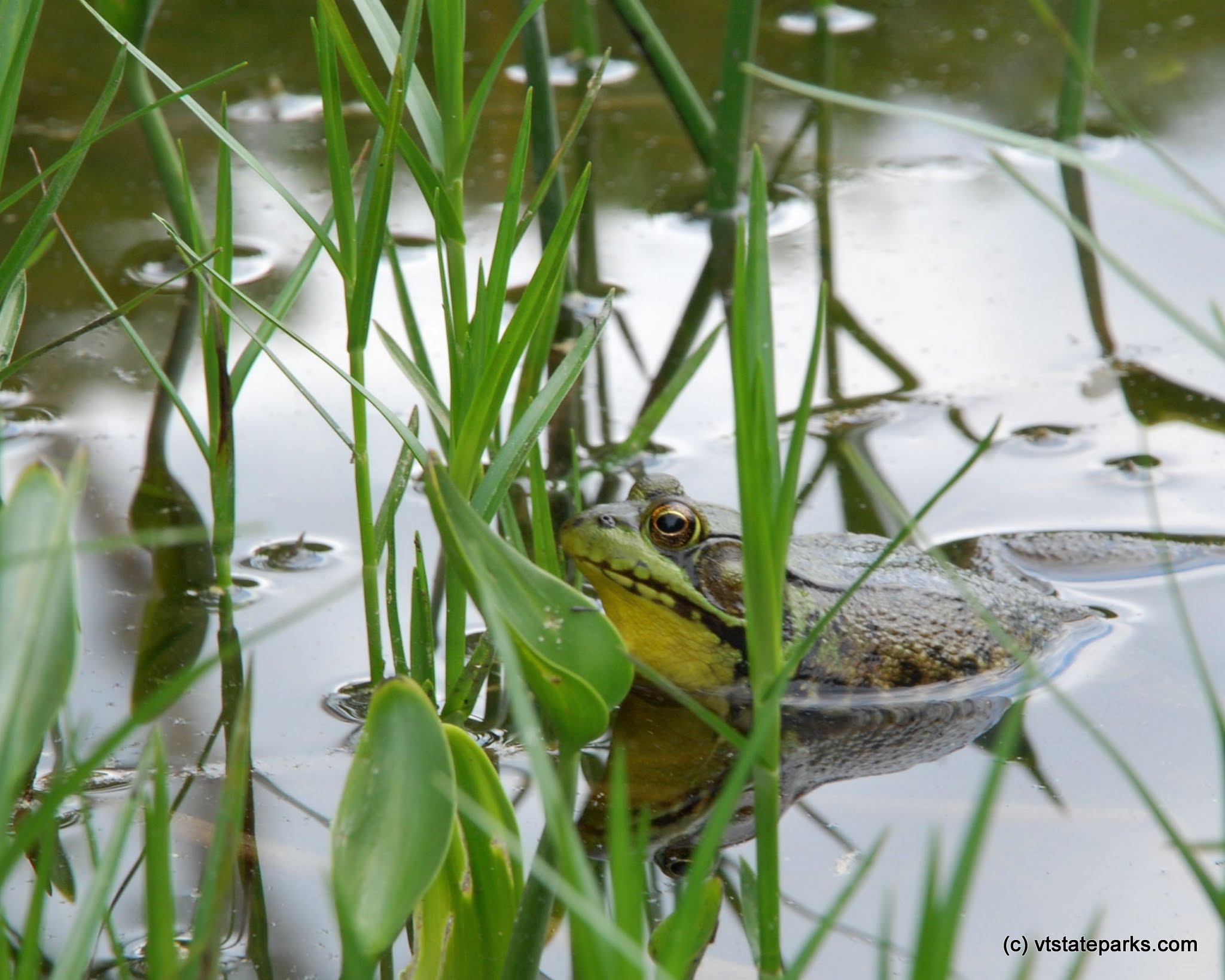 Can you see me at Ricker Pond State Park