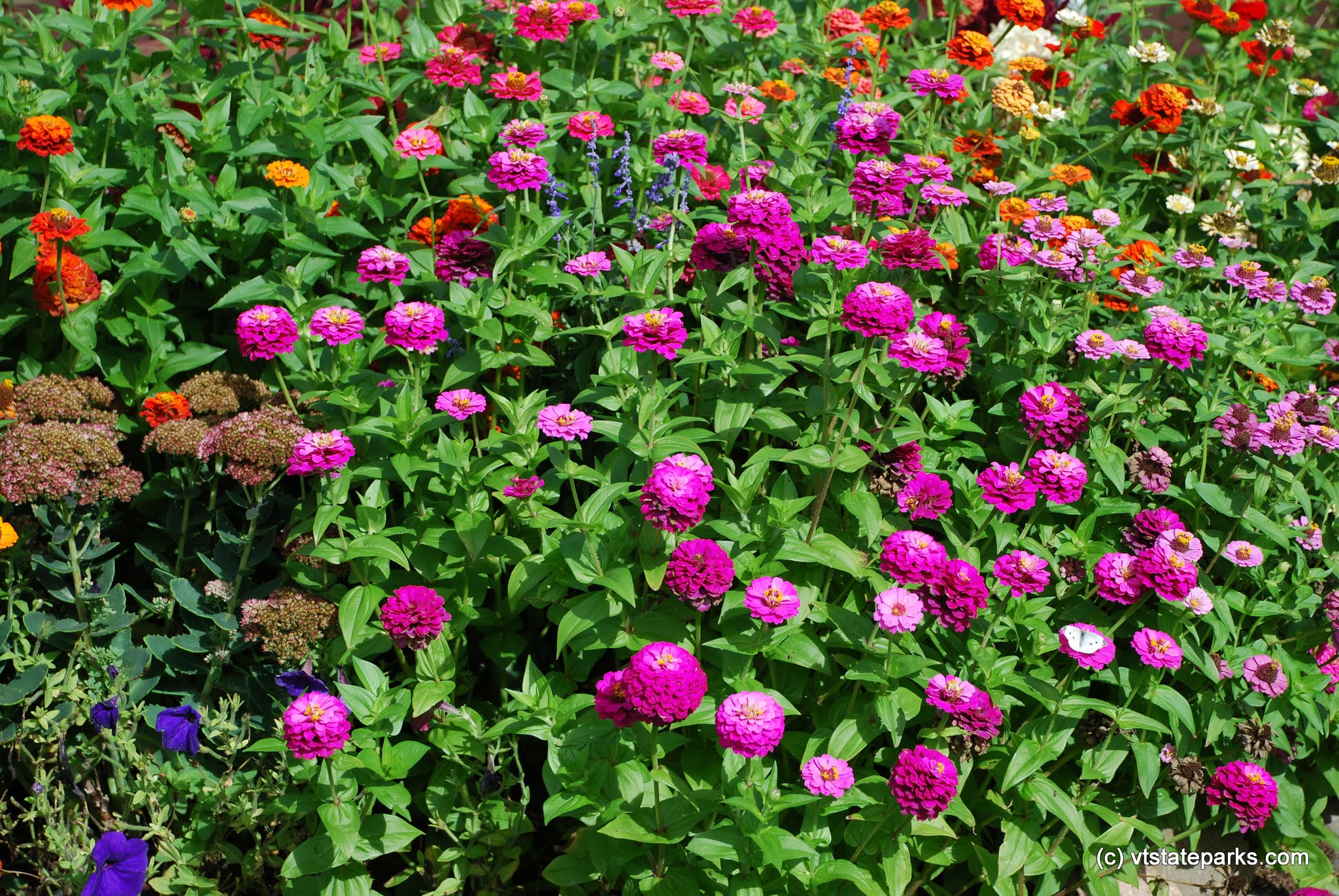 Pretty flowers everywhere at Grand Isle State Park