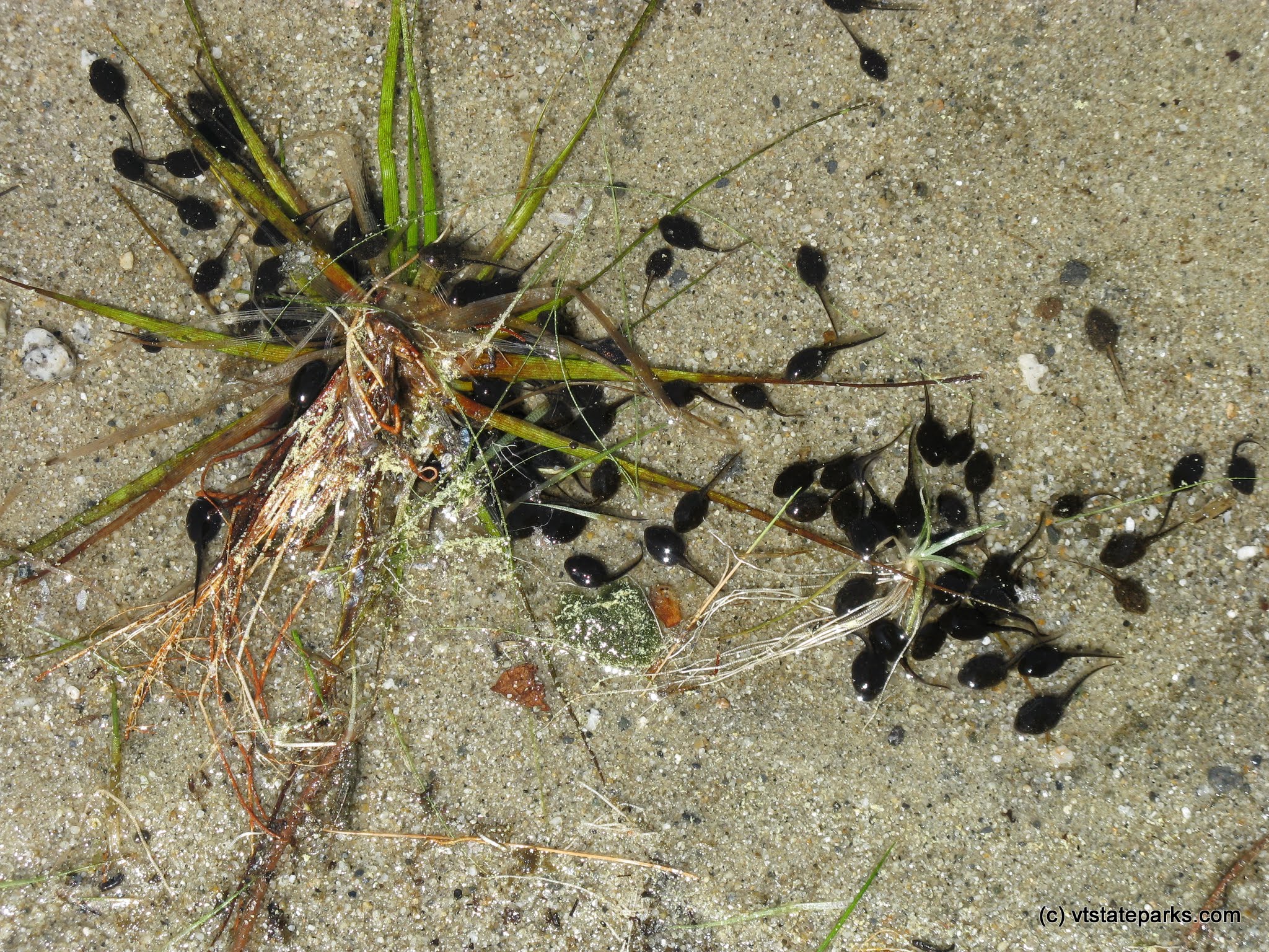 Tadpoles at Brighton State Park by Debbie Thomas