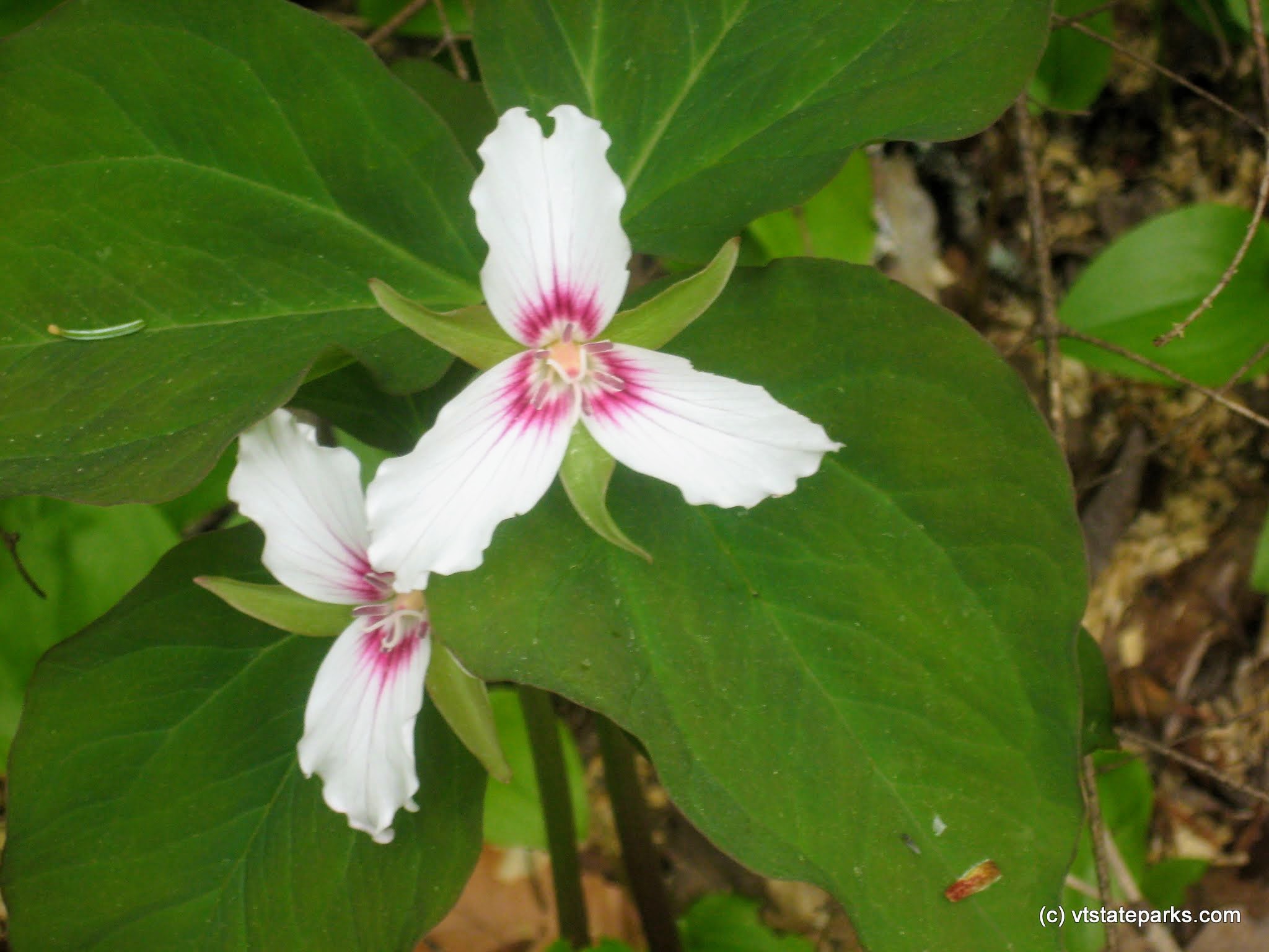Painted trillium at Ricker Pond State Park by Cindy Masi-Neuenfeldt