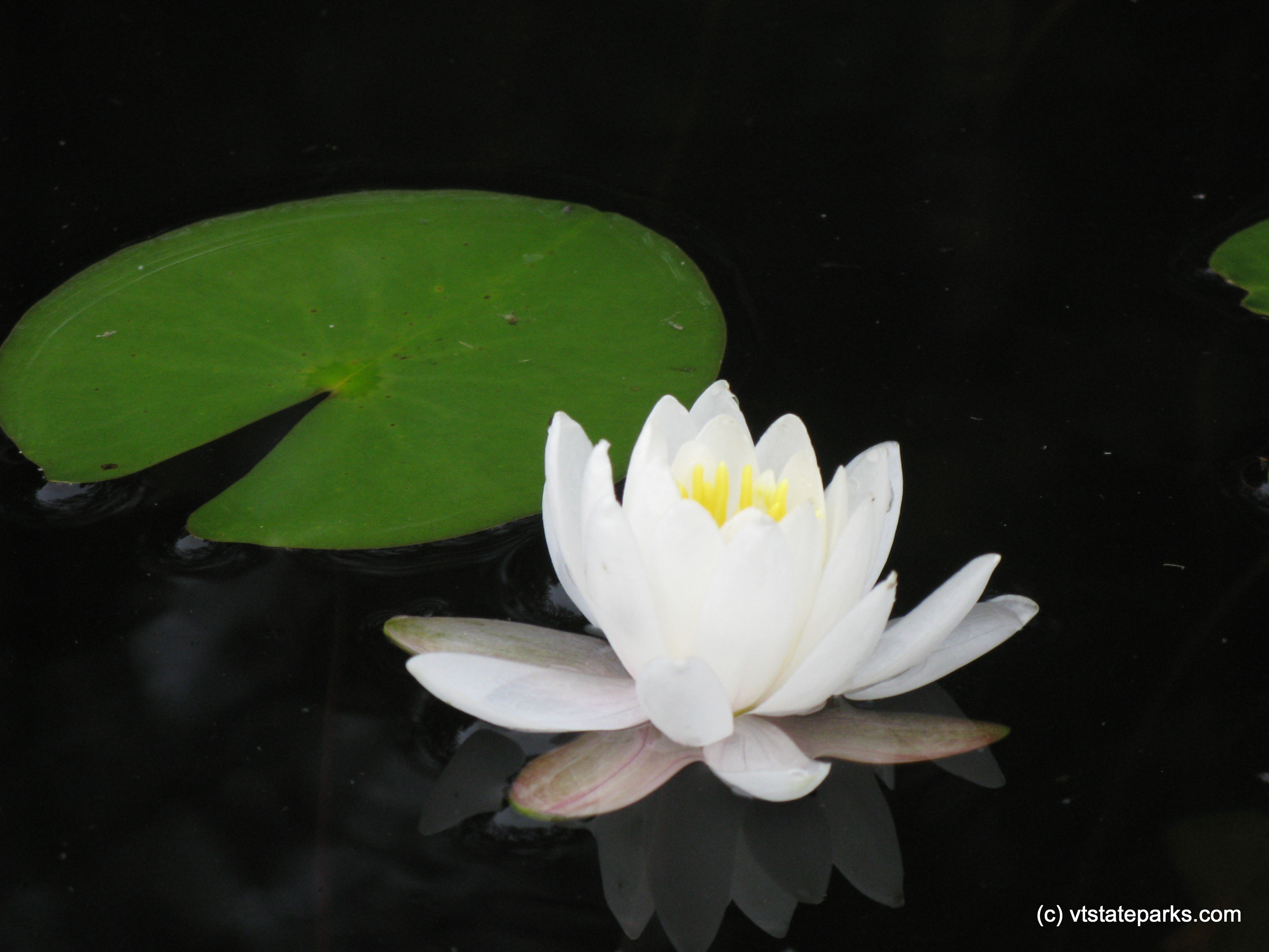 White water lily on Spectacle Pond in Brighton State Park by Debbie Thomas