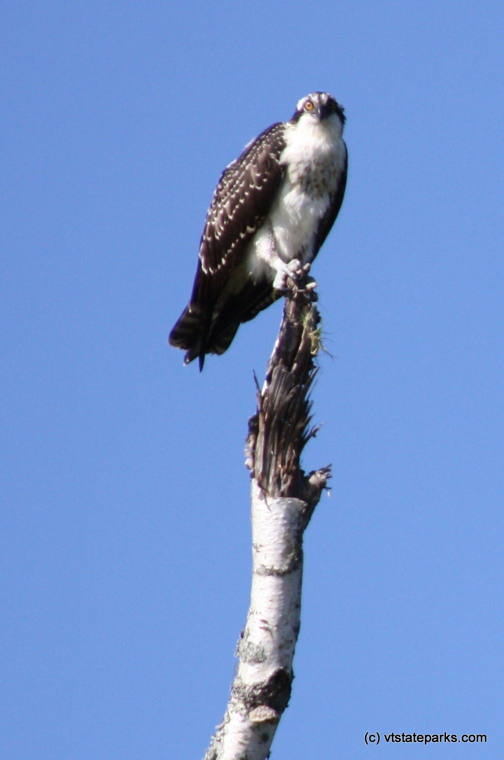 Eagles can be seen at Waterbury Center State Park