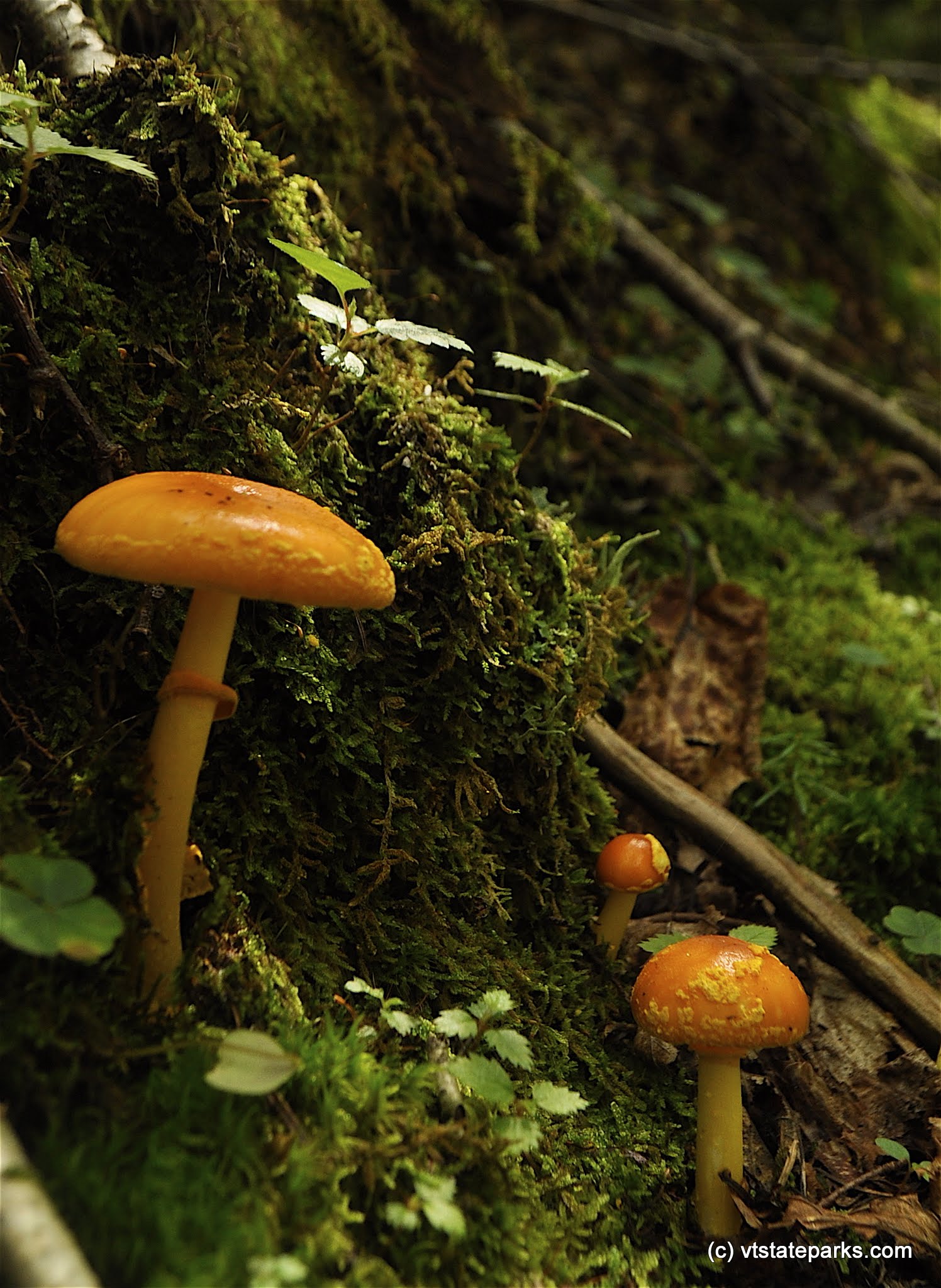 Mushroom group at Underhill State Park