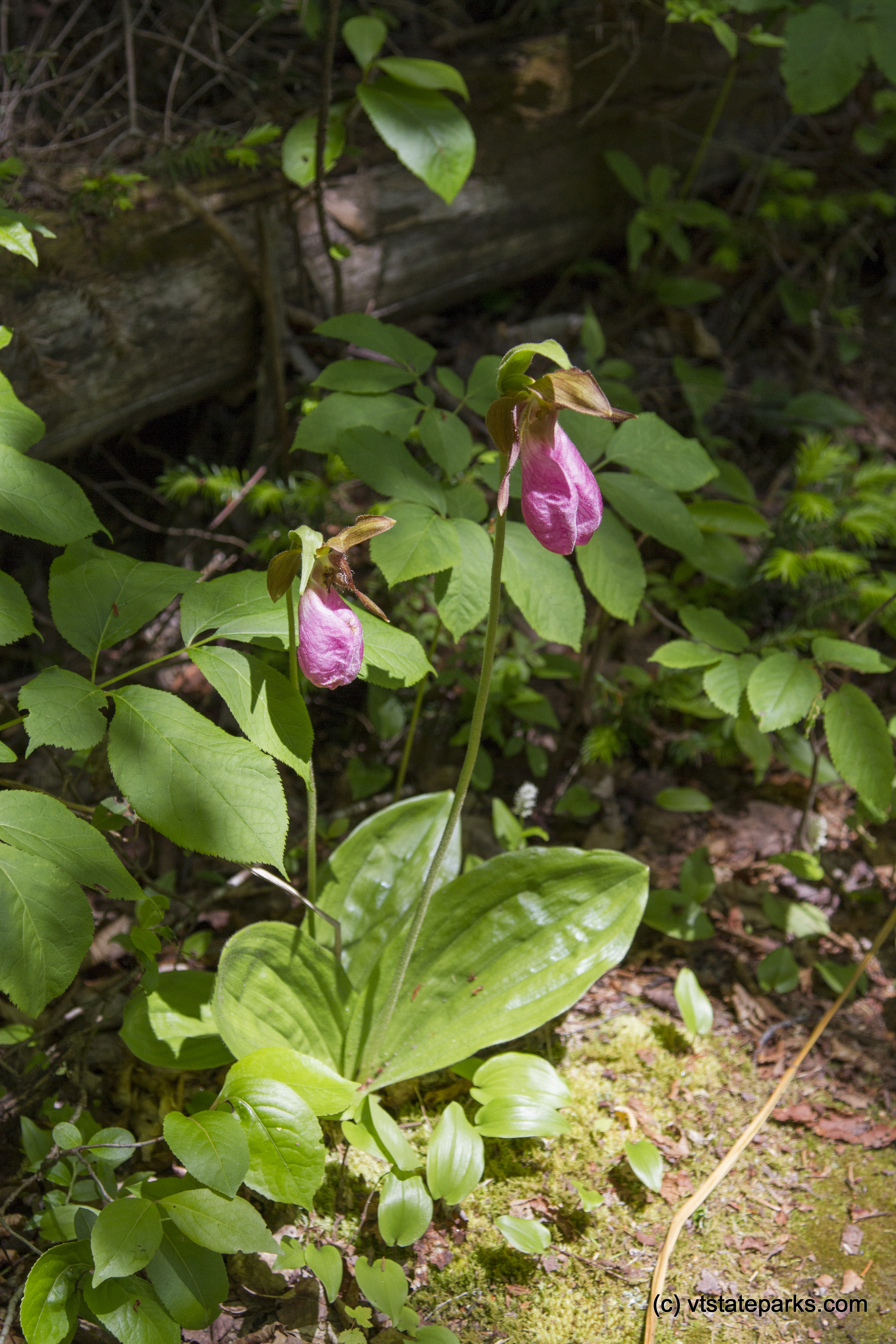 Pink lady slippers flowering at Kettle Pond State Park by Karalyn Mark