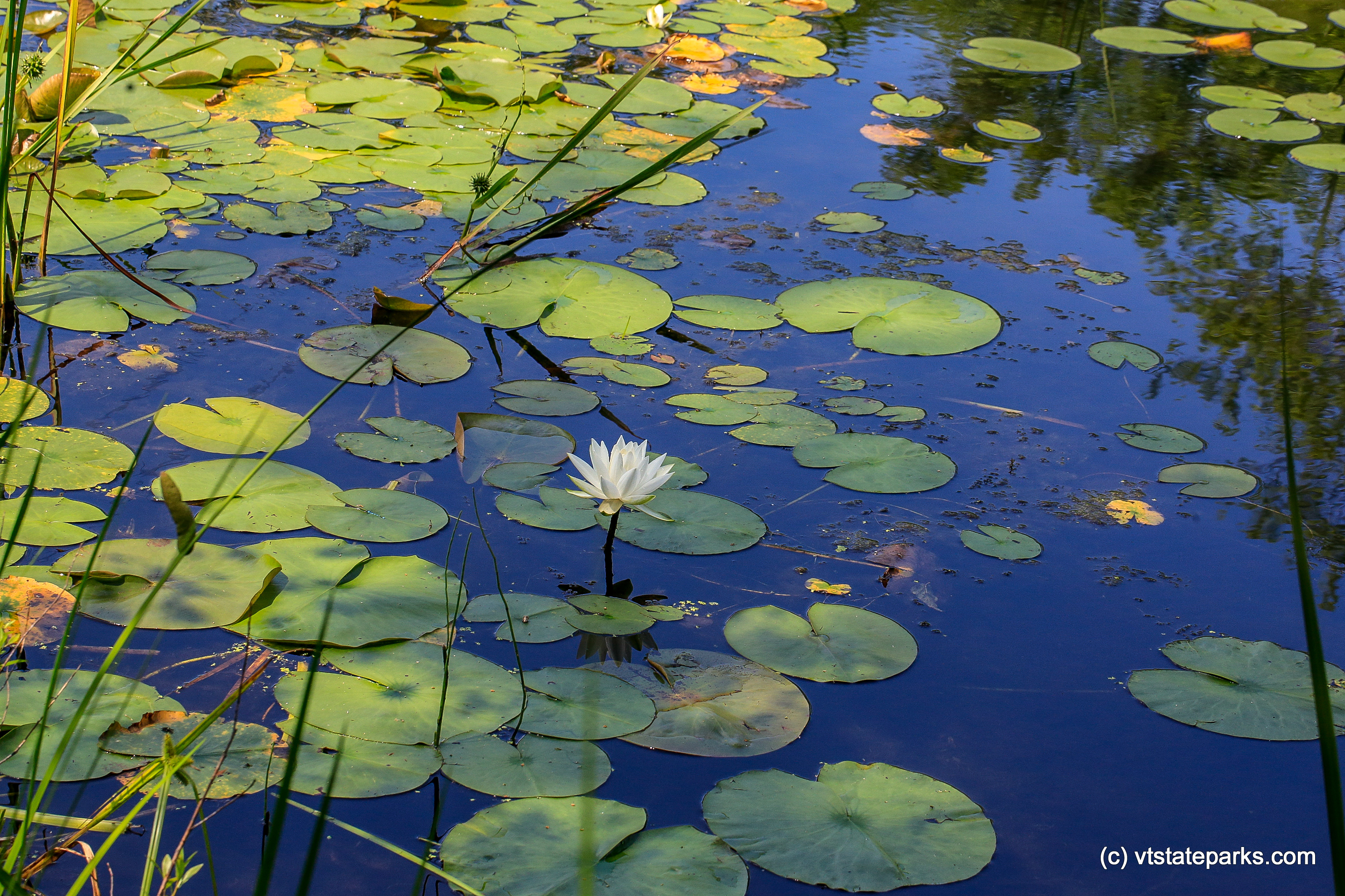 Lily pads at Bomoseen State Park by Bob Ricketson