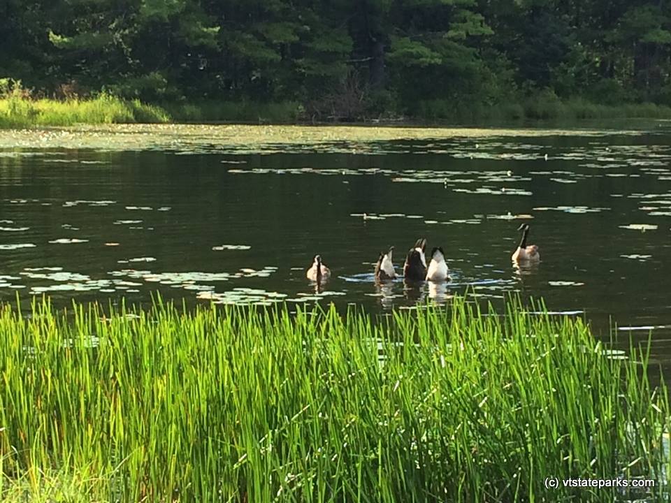 Hey where did everybody go geese friends on Half Moon State Park by Mary Ann Black