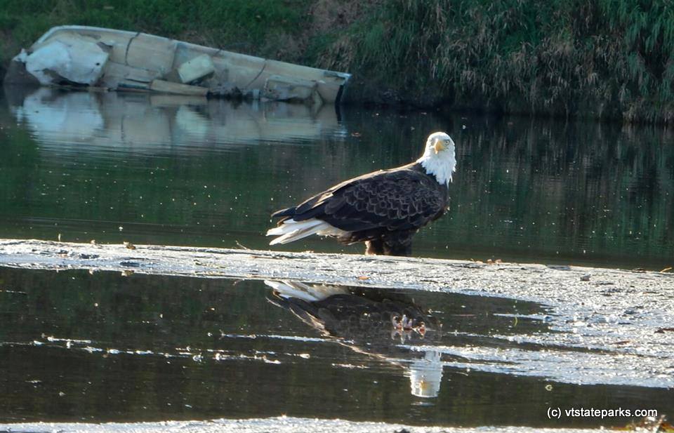 Eagle touches down at Wilgus State Park by Michelle Schreckengost