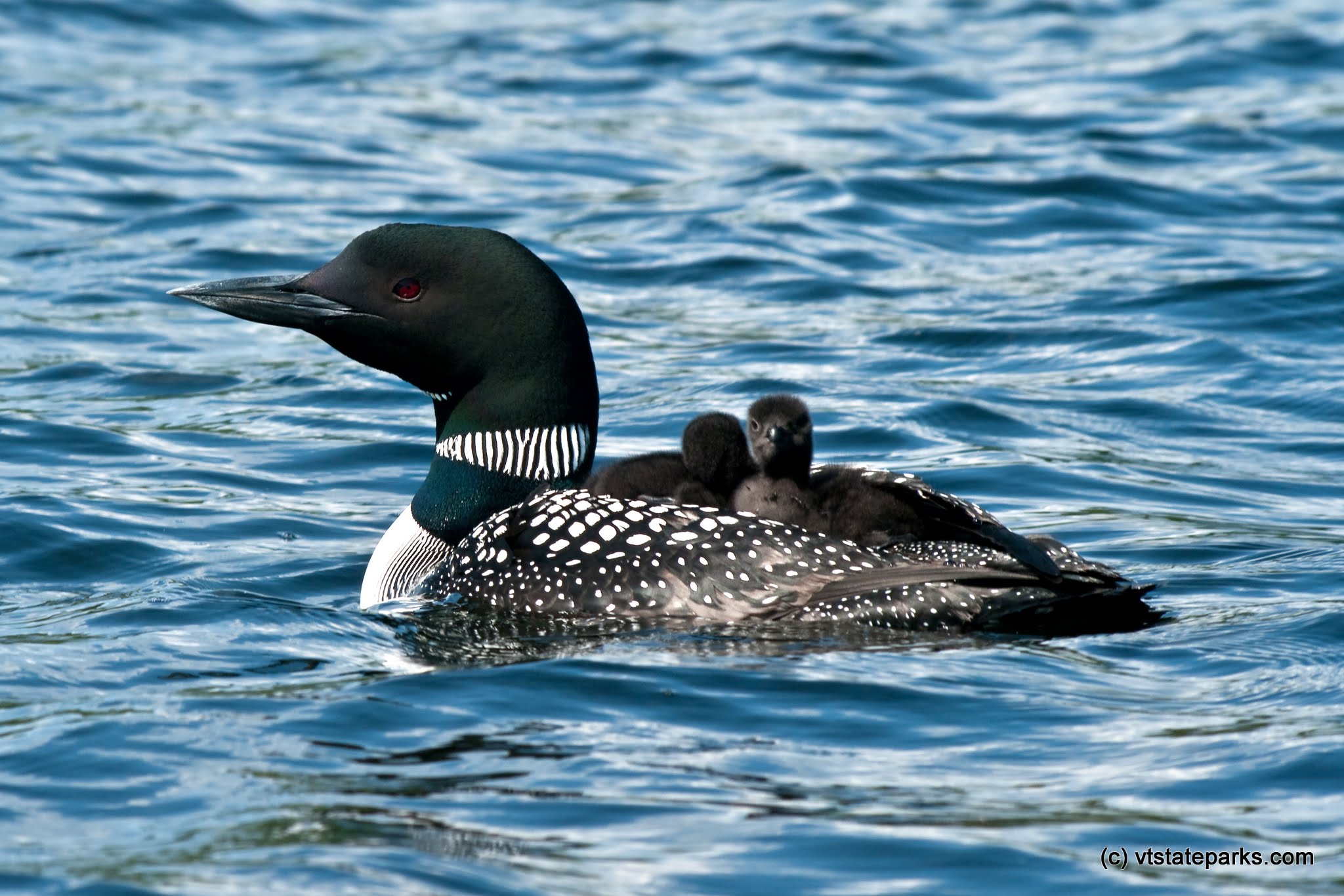 Baby Loons and mom at Green River Reservoir State Park