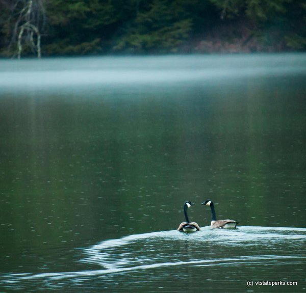 Pair of ducks enjoying the water at Lake Shaftsbury State Park