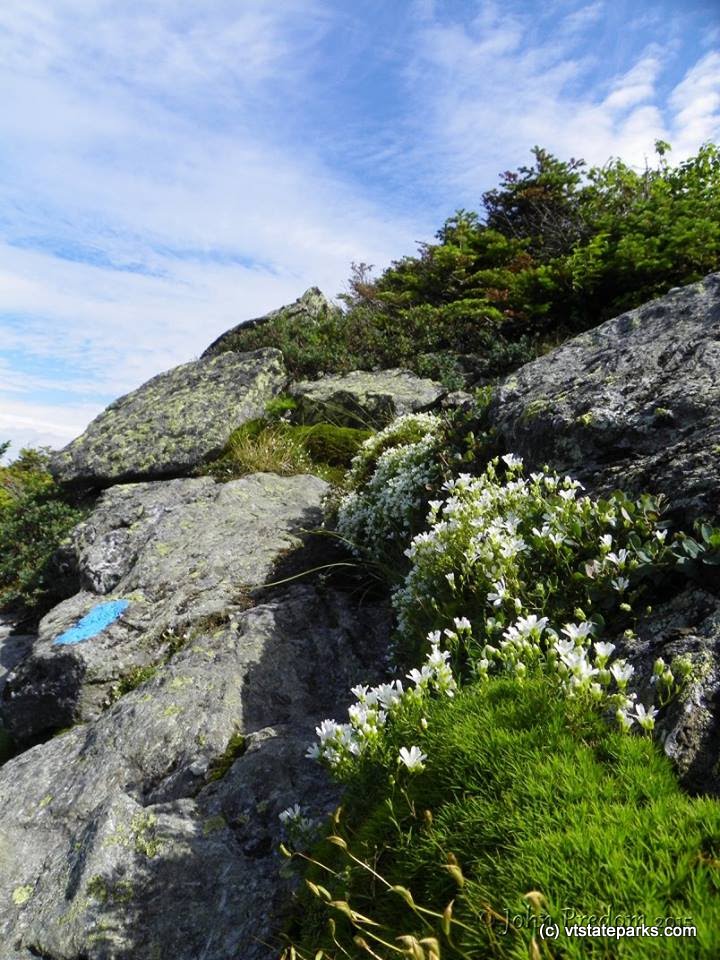 Pretty little flowers on Mt Mansfield from Underhill State Park by John Predom