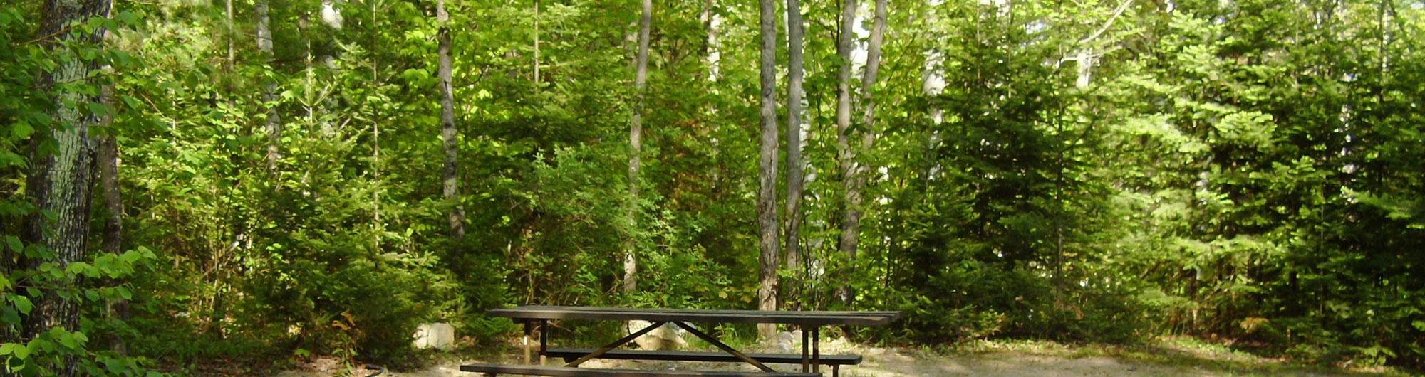 A picnic table sits in a peaceful, sunlit forest clearing. Tall, slender trees with lush green leaves surround the area, casting a mixture of light and shadow across the ground. In the background, dense foliage of various shades of green creates a natural wall, enhancing the secluded, tranquil atmosphere. The scene feels serene and inviting, perfect for a quiet, relaxing moment in nature.