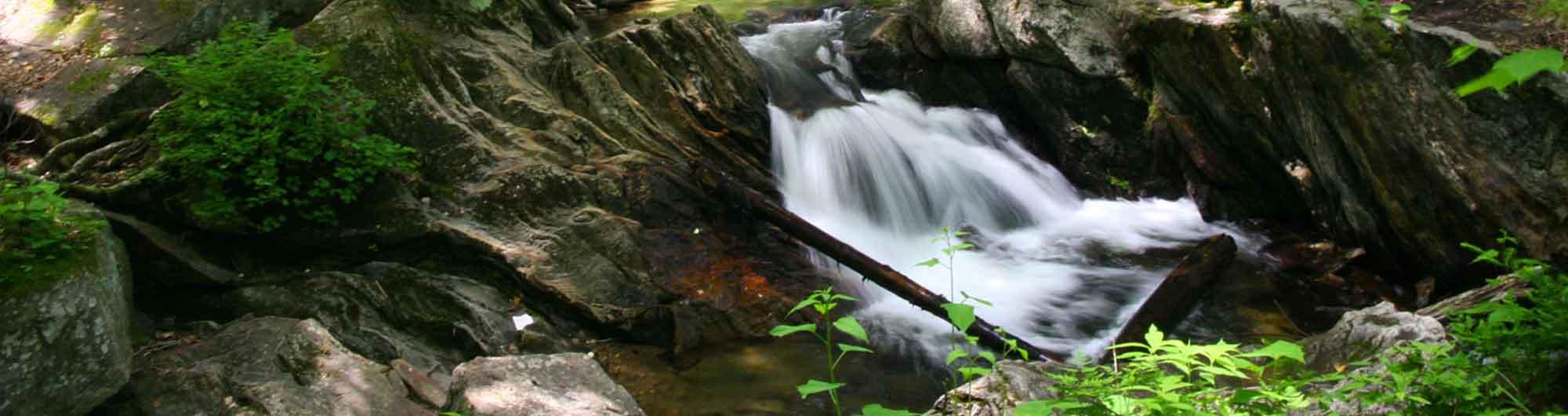 Gifford Woods State Park 2
