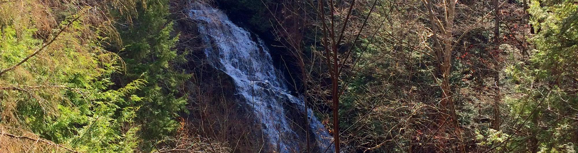 Muckross State Park 3