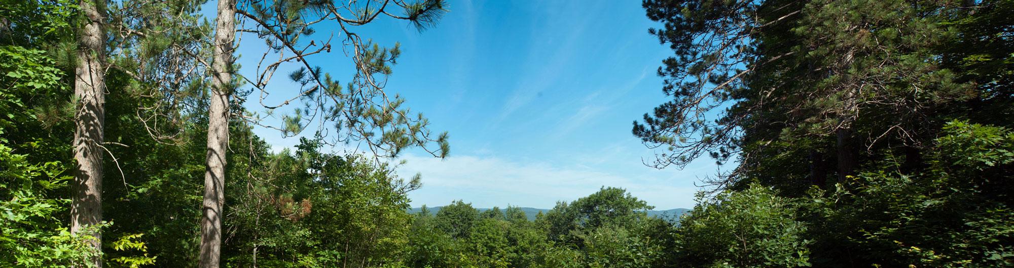 Thetford Hill State Park 3