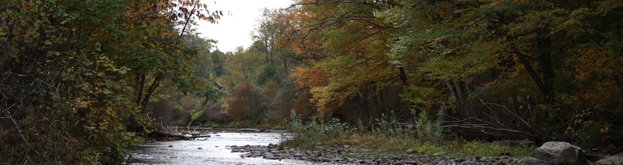 Thetford Hill State Park 4