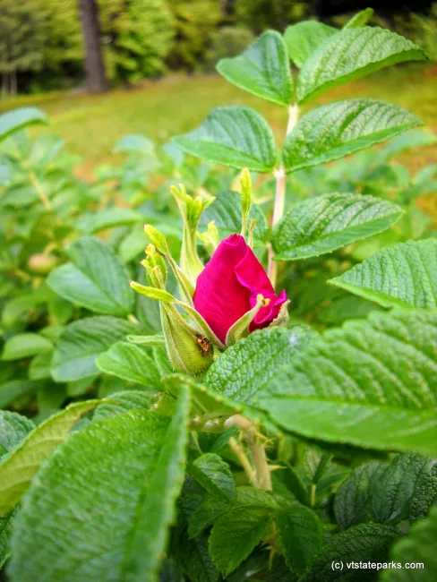 Wild roses at New Discovery State Park