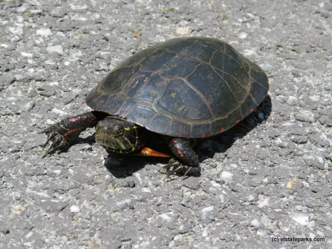 A painted turtle crossing the road at Sand Bar State Park by Aswini Cerukuri