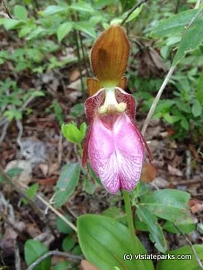 Flower found while hiking at Seyon Lodge State Park