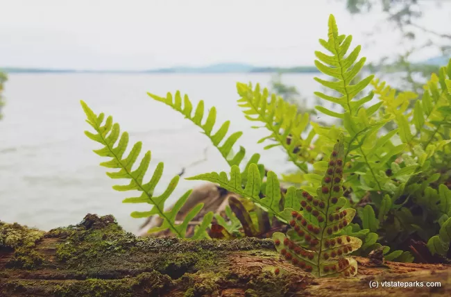 Fern in front of Lake Champlain at Kingsland Bay State Park by Aswini Cherukuri