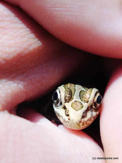 Tiny frog at Quechee State Park by Joseph Lucot
