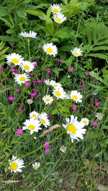 Pretty flowers can be seen at Woodfrod State Park by Matt Parsons