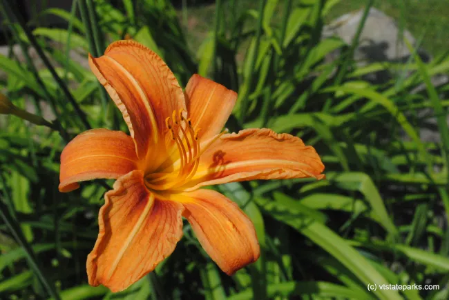 Gorgeous Lily at Maidstone State Park by Nicole Olmstead
