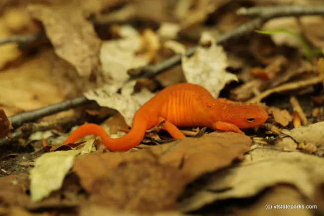 Red Eft at Kettle Pond State Park by Elizabeth Podhaizer