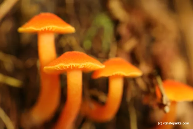 Bright mushrooms at Elmore State Park by Elizabeth Podhaizer