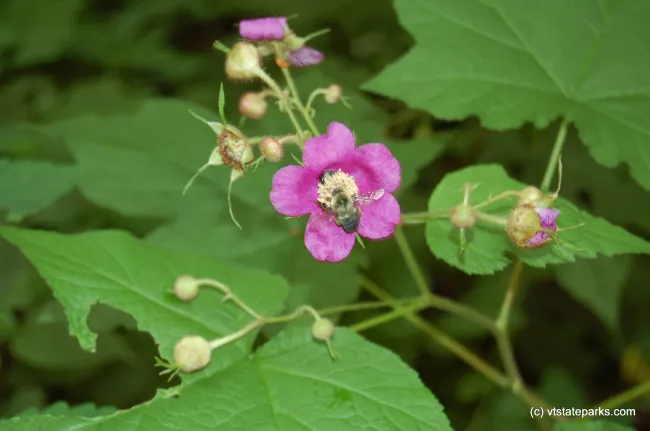 Bee and swamp rose at Emerald Lake State Park by Penny Hayes