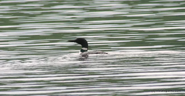 Loons are very common to see at Boulder Beach State Park