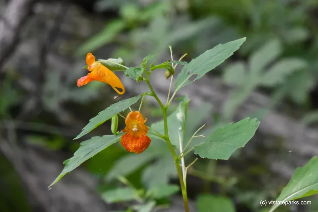 Pretty flowers found at Button Bay State Park by Raven Schwan-Noble