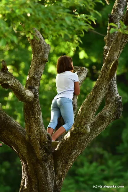 Young lady hanging out in a tree at Burton Island State Park by Raven Schwan-Noble