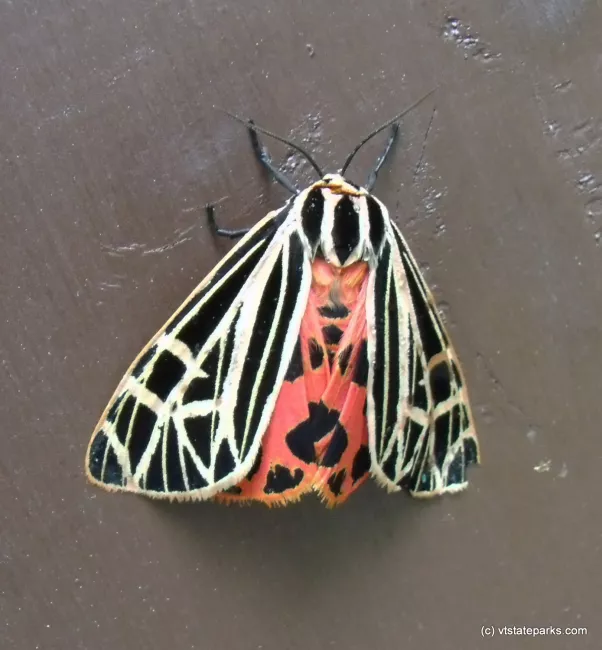 White, black & red moth at Mt. Ascutney State Park by Sharon Krampitz
