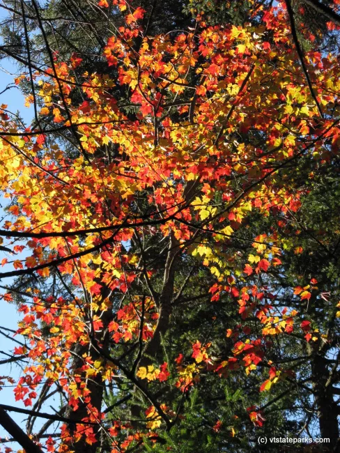 Fall leaves at New Discovery State Park by Debbie Thomas