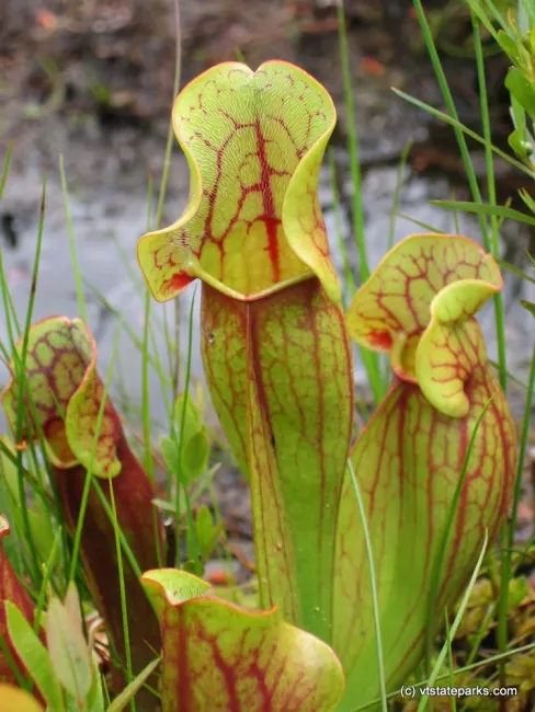 From Nancy Beauregard: Pitcher Plant at Lowell Lake