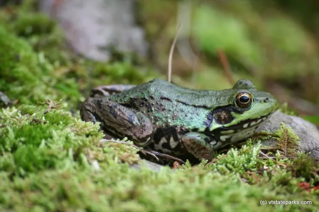 From Nancy Beauregard:  Frog at Half Moon State Park