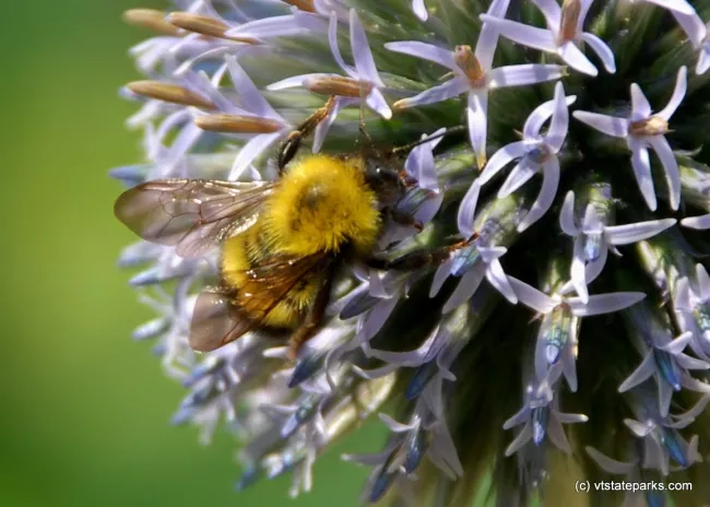 Busy Bee At Ricker Pond State Park