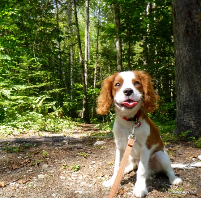 Happy dog at Big Deer State Park by Justin Lajoie