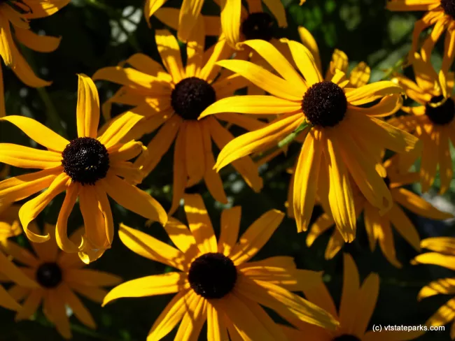 Close up of Black Eyed Susans at Elmore State Park by Matt Parsons