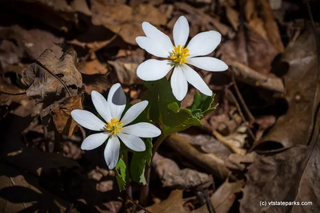 Spring brings out the bloodroot at Niquette Bay State Park by Elisabeth Finstad