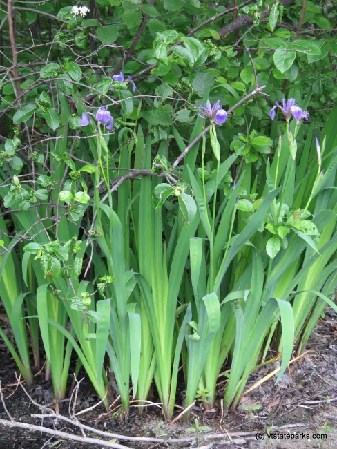 Blue flag iris at Brighton State Park by Debbie Thomas