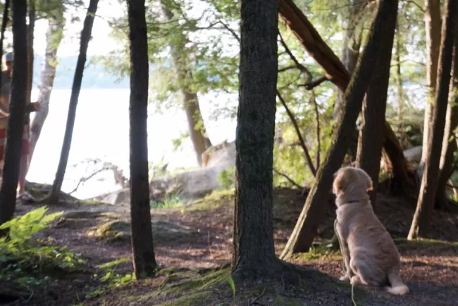 A puppy reflecting on his first camping trip at Lake Carmi State Park by Adrienne Bonvini.