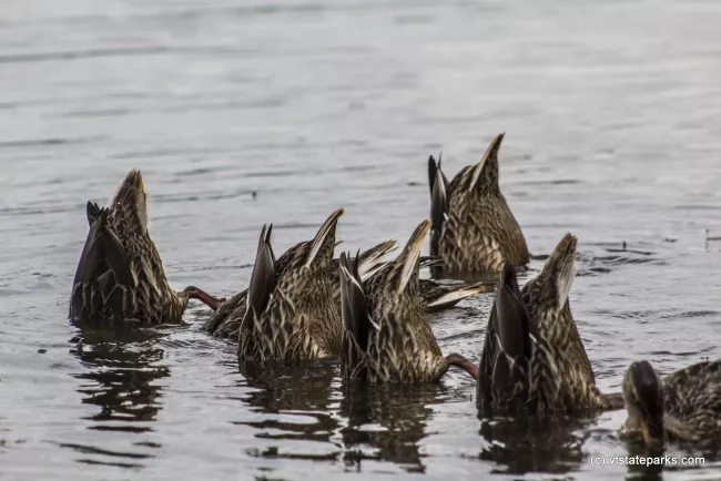 Bottoms up looking for food at Niquette Bay State Park by Kristen Jensen