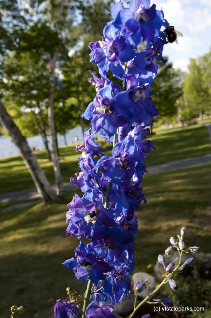 Flowers at Boulder Beach State Park by Ellie Stover