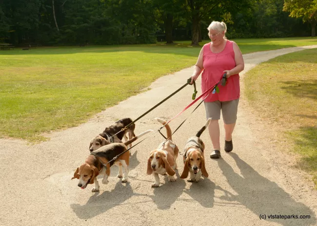 A woman walking her hounds at Branbury State Park by Gary Bouchard