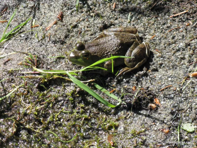 A frog. Osmore Pond, New Discovery State Park by Debbie Thomas