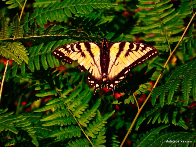 See butterflies at Stillwater State Park by Eric Montgomery