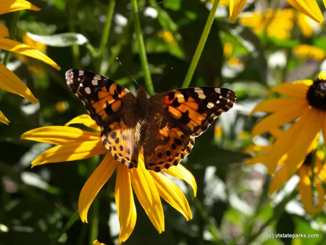 Butterfly at Elmore State Park by Matt Parsons