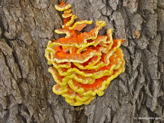 Chicken-of-the-wood on a tree at Half Moon State Park by Eric Montgomery